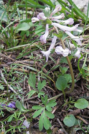 Corydalis solida \ Fester Lerchensporn, Gefingerter Lerchensporn / Bird in a Bush, GR Parnitha 3.4.2013
