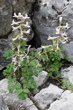 Corydalis solida \ Fester Lerchensporn, Gefingerter Lerchensporn / Bird in a Bush, GR Parnitha 3.4.2013