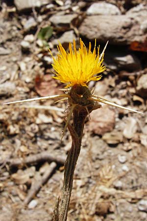 Centaurea solstitialis \ Sonnwend-Flockenblume / Yellow Star Thistle, GR Euboea (Evia), Dimosari - Schlucht / Gorge 29.8.2014