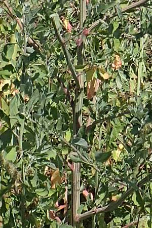 Chenopodium strictum \ Streifen-Gnsefu / Striped Goosefoot, Lateflowering Goosefoot, GR Euboea (Evia), Istiea 27.8.2017