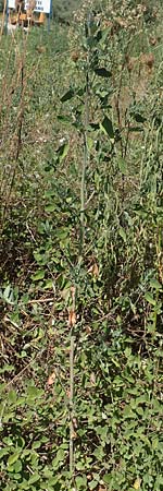 Chenopodium strictum \ Streifen-Gnsefu / Striped Goosefoot, Lateflowering Goosefoot, GR Euboea (Evia), Istiea 27.8.2017