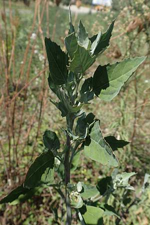 Chenopodium strictum \ Streifen-Gnsefu / Striped Goosefoot, Lateflowering Goosefoot, GR Euboea (Evia), Istiea 27.8.2017