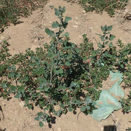 Chenopodium strictum \ Streifen-Gnsefu / Striped Goosefoot, Lateflowering Goosefoot, GR Euboea (Evia), Istiea 27.8.2017
