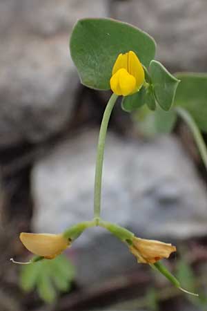 Coronilla scorpioides \ Skorpions-Kronwicke / Annual Scorpion Vetch, GR Peloponnes, Saitas 19.5.2024