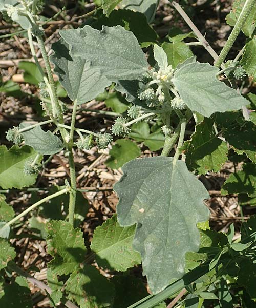 Chrozophora tinctoria \ Gew&ouml;hnliches Lackmuskraut / Dyer's Litmus, Southern Chrozophora, GR Euboea (Evia), Kanatadika 25.8.2017