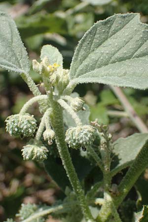 Chrozophora tinctoria \ Gew&ouml;hnliches Lackmuskraut / Dyer's Litmus, Southern Chrozophora, GR Euboea (Evia), Kanatadika 25.8.2017