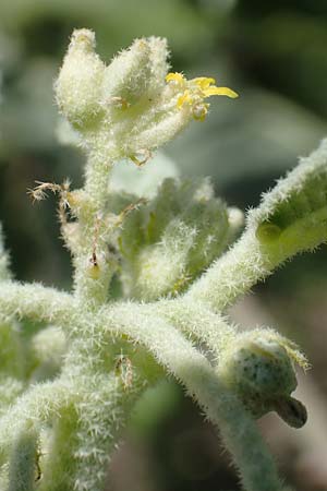 Chrozophora tinctoria \ Gew&ouml;hnliches Lackmuskraut / Dyer's Litmus, Southern Chrozophora, GR Euboea (Evia), Kanatadika 25.8.2017