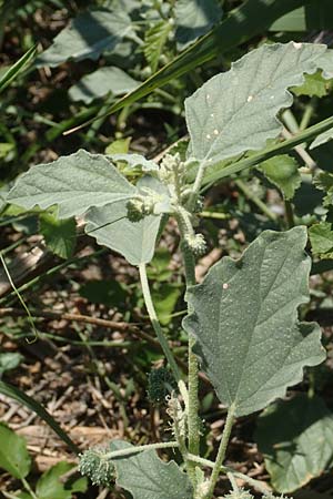 Chrozophora tinctoria \ Gew&ouml;hnliches Lackmuskraut / Dyer's Litmus, Southern Chrozophora, GR Euboea (Evia), Kanatadika 25.8.2017