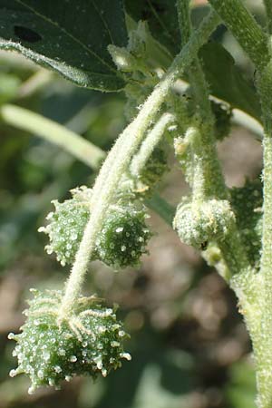 Chrozophora tinctoria \ Gew&ouml;hnliches Lackmuskraut / Dyer's Litmus, Southern Chrozophora, GR Euboea (Evia), Kanatadika 25.8.2017