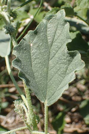 Chrozophora tinctoria \ Gew&ouml;hnliches Lackmuskraut / Dyer's Litmus, Southern Chrozophora, GR Euboea (Evia), Kanatadika 25.8.2017