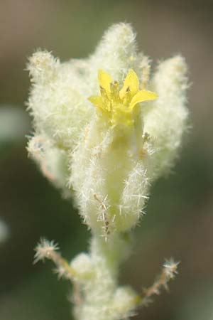 Chrozophora tinctoria \ Gew&ouml;hnliches Lackmuskraut / Dyer's Litmus, Southern Chrozophora, GR Euboea (Evia), Kanatadika 25.8.2017