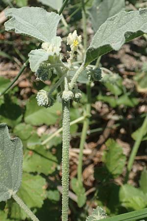 Chrozophora tinctoria \ Gew&ouml;hnliches Lackmuskraut / Dyer's Litmus, Southern Chrozophora, GR Euboea (Evia), Kanatadika 25.8.2017