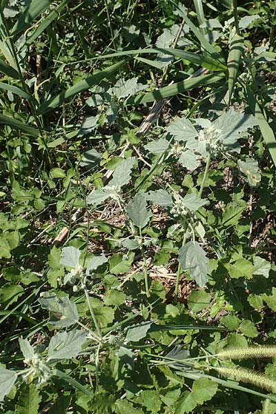 Chrozophora tinctoria \ Gew&ouml;hnliches Lackmuskraut / Dyer's Litmus, Southern Chrozophora, GR Euboea (Evia), Kanatadika 25.8.2017