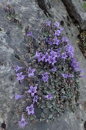 Campanula topaliana subsp. topaliana \ Topali-Glockenblume / Topali's Bellflower, GR Peloponnes, Mt. Kyllini, Steno 19.5.2024