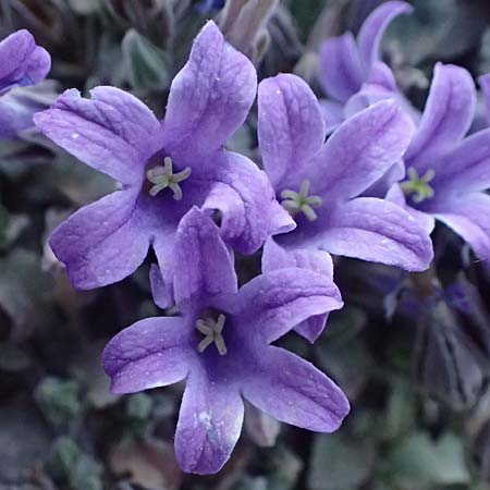 Campanula topaliana subsp. topaliana \ Topali-Glockenblume / Topali's Bellflower, GR Peloponnes, Mt. Kyllini, Steno 19.5.2024