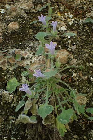 Campanula topaliana subsp. topaliana \ Topali-Glockenblume / Topali's Bellflower, GR Peloponnes, Diakopto 20.5.2024