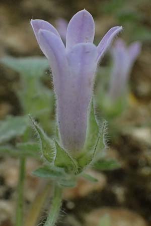 Campanula topaliana subsp. topaliana \ Topali-Glockenblume / Topali's Bellflower, GR Peloponnes, Diakopto 20.5.2024