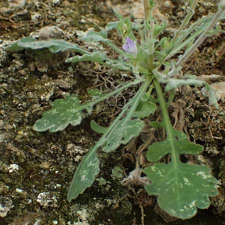 Campanula topaliana subsp. topaliana \ Topali-Glockenblume / Topali's Bellflower, GR Peloponnes, Diakopto 20.5.2024