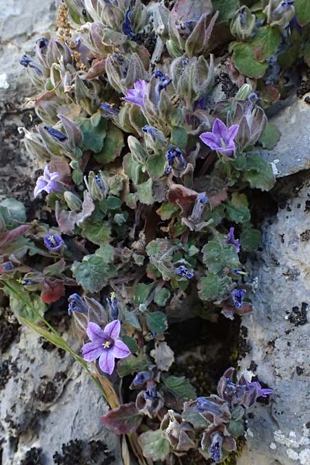 Campanula topaliana subsp. topaliana \ Topali-Glockenblume / Topali's Bellflower, GR Peloponnes, Chelmos, Klitoria 23.5.2024