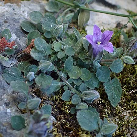 Campanula topaliana subsp. topaliana \ Topali-Glockenblume / Topali's Bellflower, GR Peloponnes, Chelmos, Klitoria 23.5.2024