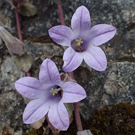 Campanula topaliana subsp. topaliana \ Topali-Glockenblume / Topali's Bellflower, GR Peloponnes, Taygetos 27.5.2024