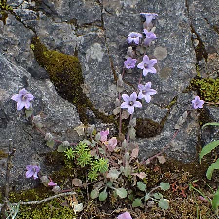 Campanula topaliana subsp. topaliana \ Topali-Glockenblume / Topali's Bellflower, GR Peloponnes, Taygetos 27.5.2024