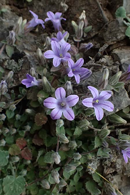Campanula topaliana subsp. topaliana \ Topali-Glockenblume / Topali's Bellflower, GR Peloponnes, Taygetos 27.5.2024