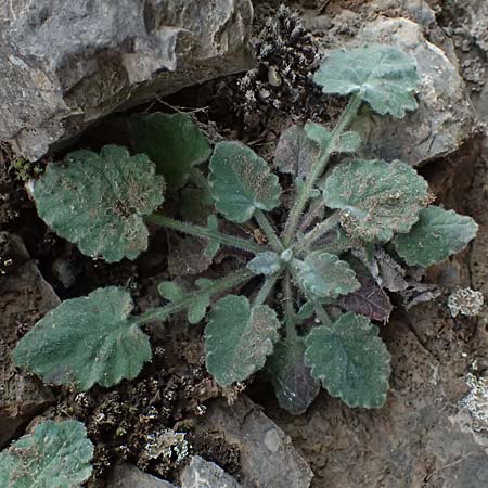 Campanula topaliana subsp. topaliana \ Topali-Glockenblume / Topali's Bellflower, GR Peloponnes, Taygetos 27.5.2024