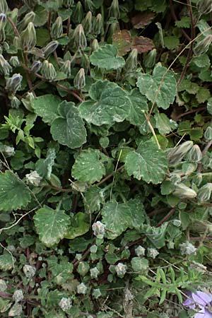 Campanula topaliana subsp. topaliana \ Topali-Glockenblume / Topali's Bellflower, GR Peloponnes, Taygetos 27.5.2024