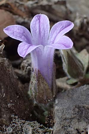 Campanula topaliana subsp. topaliana \ Topali-Glockenblume / Topali's Bellflower, GR Peloponnes, Taygetos 27.5.2024