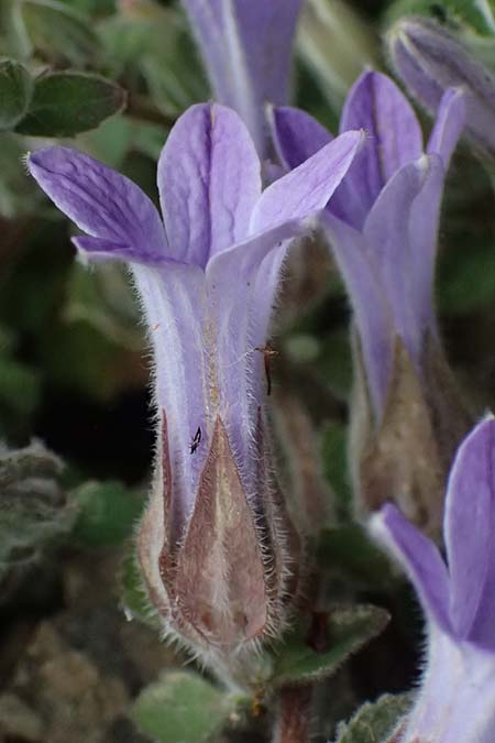 Campanula topaliana subsp. topaliana \ Topali-Glockenblume / Topali's Bellflower, GR Peloponnes, Taygetos 27.5.2024