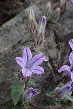 Campanula topaliana subsp. topaliana \ Topali-Glockenblume / Topali's Bellflower, GR Peloponnes, Taygetos 27.5.2024