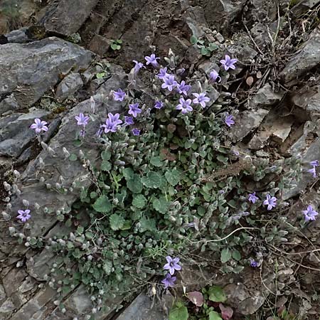 Campanula topaliana subsp. topaliana \ Topali-Glockenblume / Topali's Bellflower, GR Peloponnes, Taygetos 27.5.2024