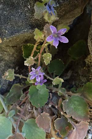 Campanula topaliana subsp. topaliana \ Topali-Glockenblume / Topali's Bellflower, GR Peloponnes, Taygetos, Viros - Schlucht / Gorge 31.5.2024