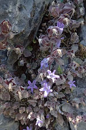 Campanula topaliana subsp. topaliana \ Topali-Glockenblume / Topali's Bellflower, GR Peloponnes, Taygetos, Viros - Schlucht / Gorge 31.5.2024