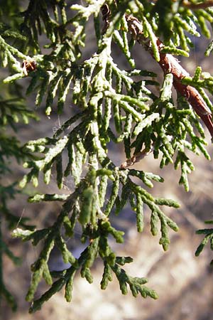 Cupressus sempervirens var. pyramidalis \ Sulen-Zypresse, Italienische Zypresse / Italian Cypress, GR Hymettos 26.8.2014