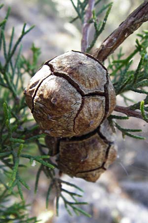 Cupressus sempervirens var. horizontalis \ Mittelmeer-Zypresse / Mediterranean Cypress, GR Hymettos 26.8.2014