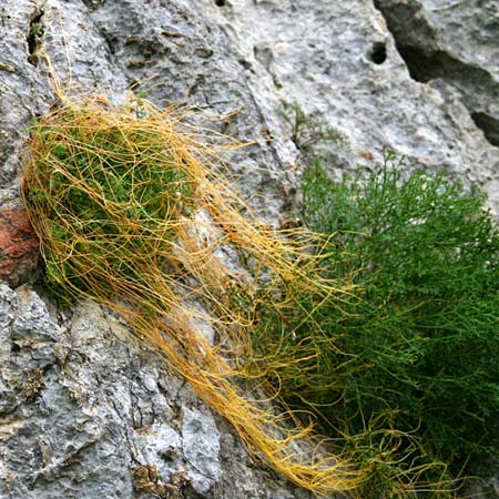 Cuscuta approximata \ Goldgelbe Seide / Alfalfa Dodder, GR Akrokorinth 11.3.2014 (Photo: Gisela Nikolopoulou)