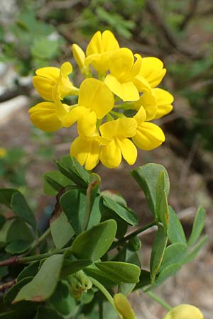 Coronilla glauca \ Blaugr&uuml;ne Kronwicke / Mediterranean Scorpion Vetch, GR Athen, Mount Egaleo 10.4.2019