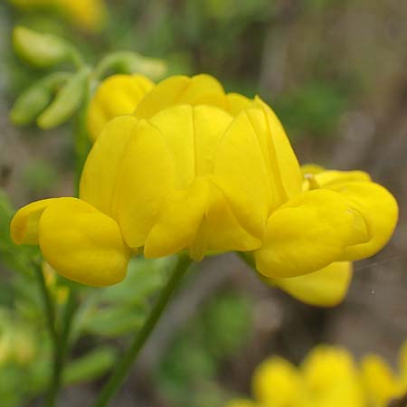 Coronilla glauca \ Blaugr&uuml;ne Kronwicke / Mediterranean Scorpion Vetch, GR Athen, Mount Egaleo 10.4.2019