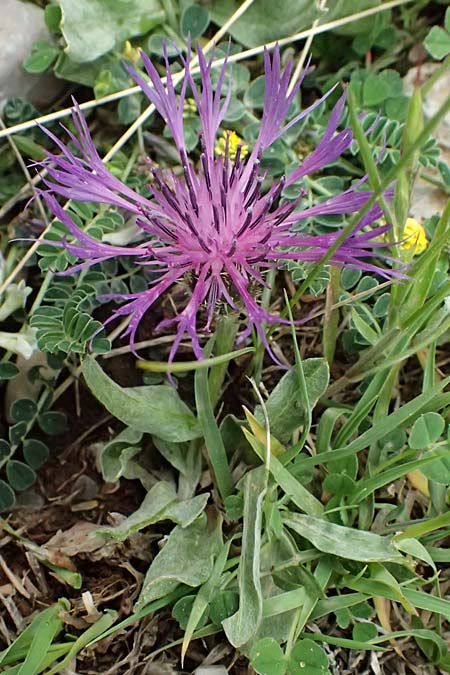 Centaurea pichleri \ Pichlers Flockenblume / Pichler's Knapweed, GR Peloponnes, Chelmos 18.5.2024