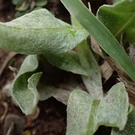 Centaurea pichleri \ Pichlers Flockenblume / Pichler's Knapweed, GR Peloponnes, Chelmos 18.5.2024
