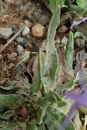 Centaurea pichleri \ Pichlers Flockenblume / Pichler's Knapweed, GR Peloponnes, Chelmos 18.5.2024