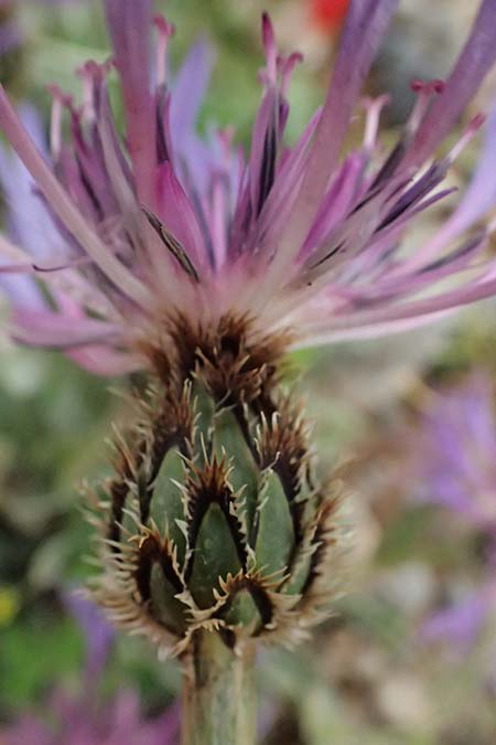 Centaurea pichleri \ Pichlers Flockenblume / Pichler's Knapweed, GR Peloponnes, Chelmos 18.5.2024