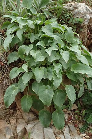 Campanula versicolor \ Verschiedenfarbige Glockenblume / Autumn Bellflower, GR Peloponnes, Chelmos 18.5.2024
