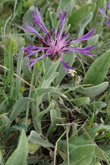 Centaurea pichleri \ Pichlers Flockenblume / Pichler's Knapweed, GR Peloponnes, Mt. Kyllini, Ziria 21.5.2024