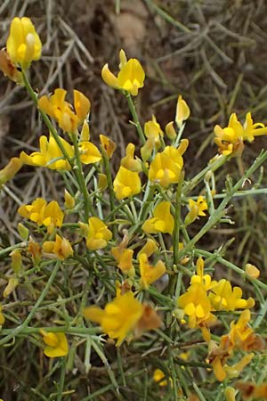 Calicotome villosa \ Behaarter Dorn-Ginster, GR Peloponnes, Taygetos, Proastio 26.5.2024