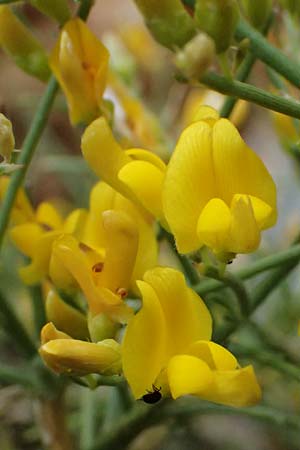 Calicotome villosa \ Behaarter Dorn-Ginster, GR Peloponnes, Taygetos, Proastio 26.5.2024