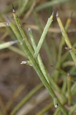 Calicotome villosa \ Behaarter Dorn-Ginster, GR Peloponnes, Taygetos, Proastio 26.5.2024