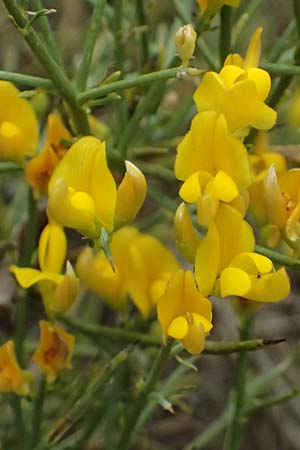 Calicotome villosa \ Behaarter Dorn-Ginster, GR Peloponnes, Taygetos, Proastio 26.5.2024